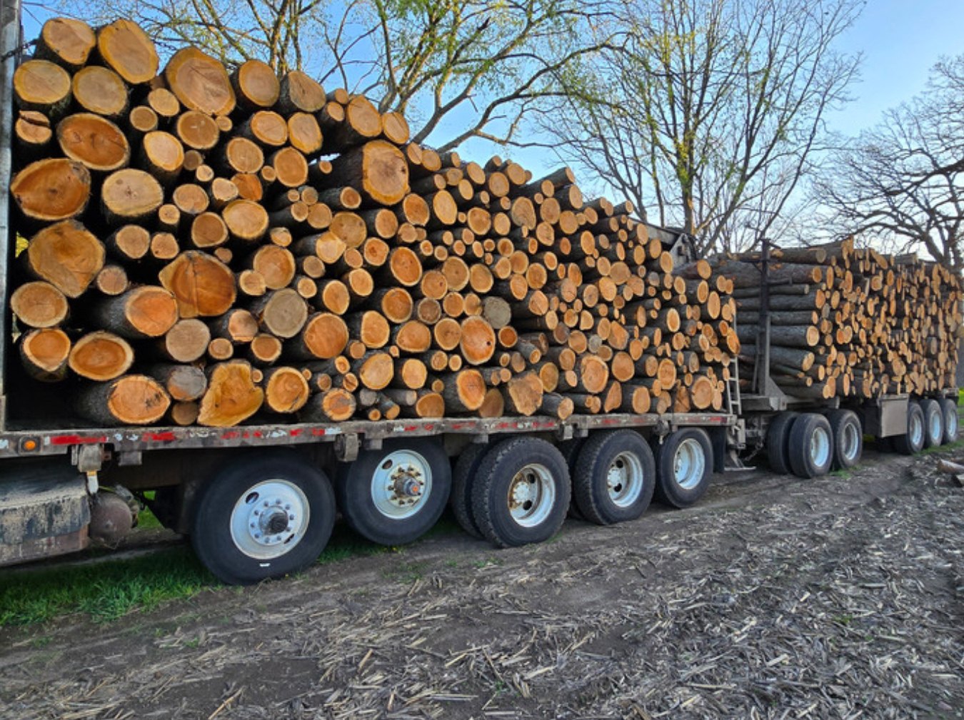 Large trailer load of hardwood logs purchased for Liberty Firewood production